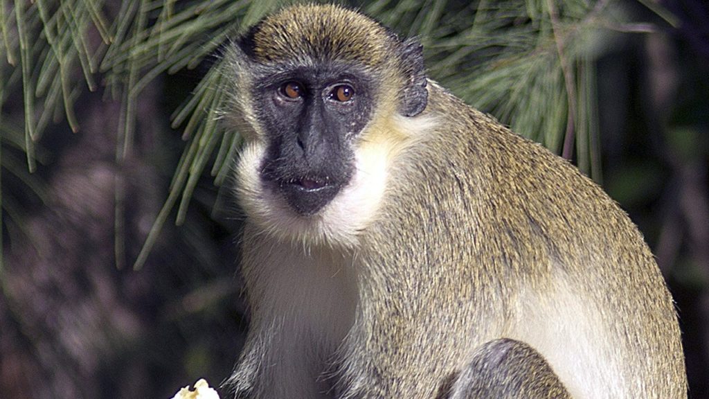 VIDEO: Monos famosos cerca de aeropuerto de Florida deleitan a los  visitantes