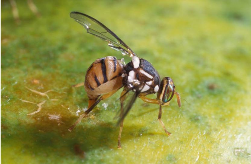 ¡Alerta! Florida enfrenta invasión de mosca de la fruta exótica