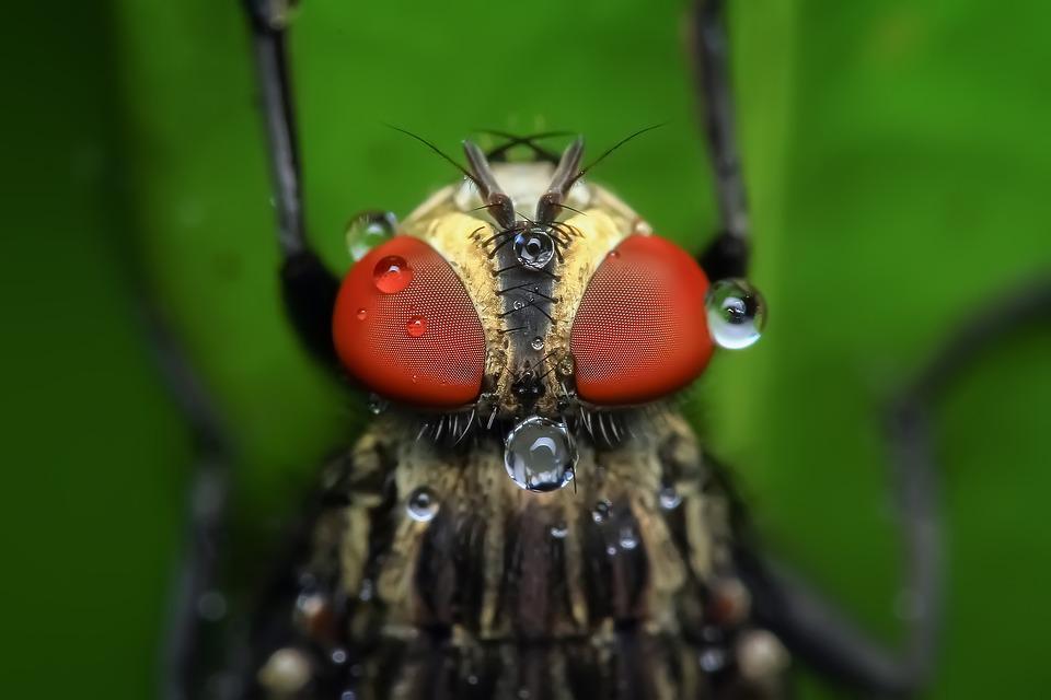 Hackean el cerebro de una mosca y controlan a distancia sus movimientos