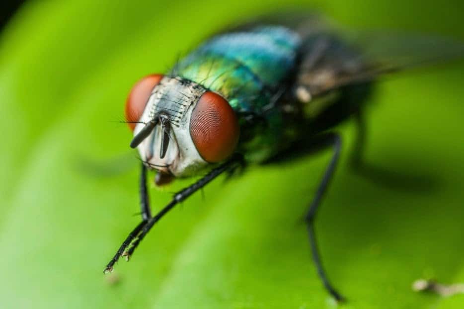 ¿Te has preguntado por qué las moscas se frotan las patas delanteras? Esta es la respuesta