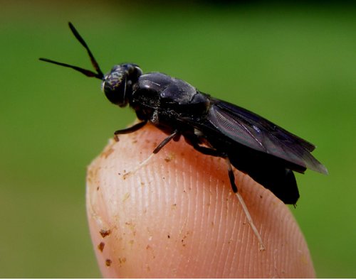 Un ejército de moscas “soldado negras” para combatir crisis climática