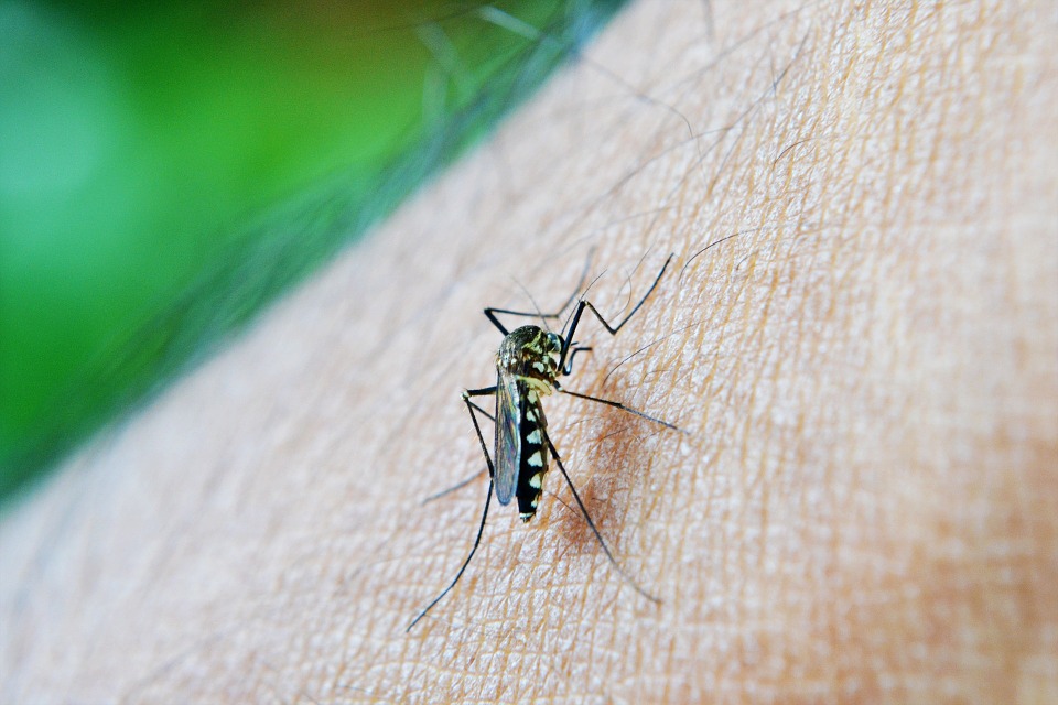 Miami-Dade en alerta ante enfermedades transmitidas por mosquitos