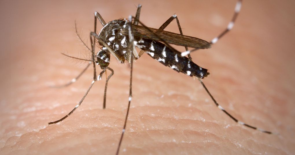11 casos de dengue confirmados en los Cayos de Florida
