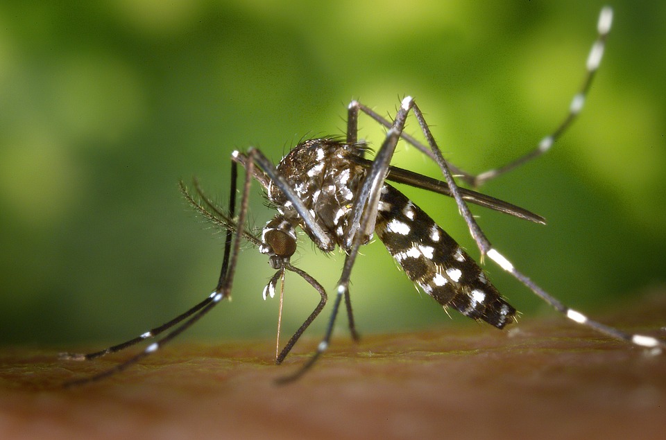 ‘Mosquito Tigre’ genera alerta mundial:  transmite hasta 22 tipos de virus