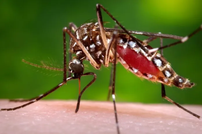 En Florida nuevamente aprueban liberación de mosquitos transgénicos, a pesar de las advertencias