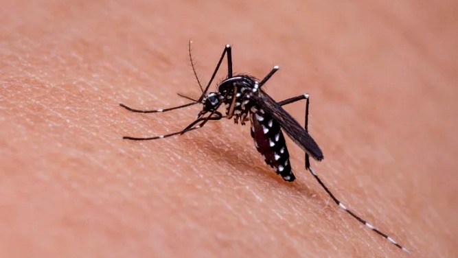 Reportan incremento de enfermedades transmitidas por mosquitos
