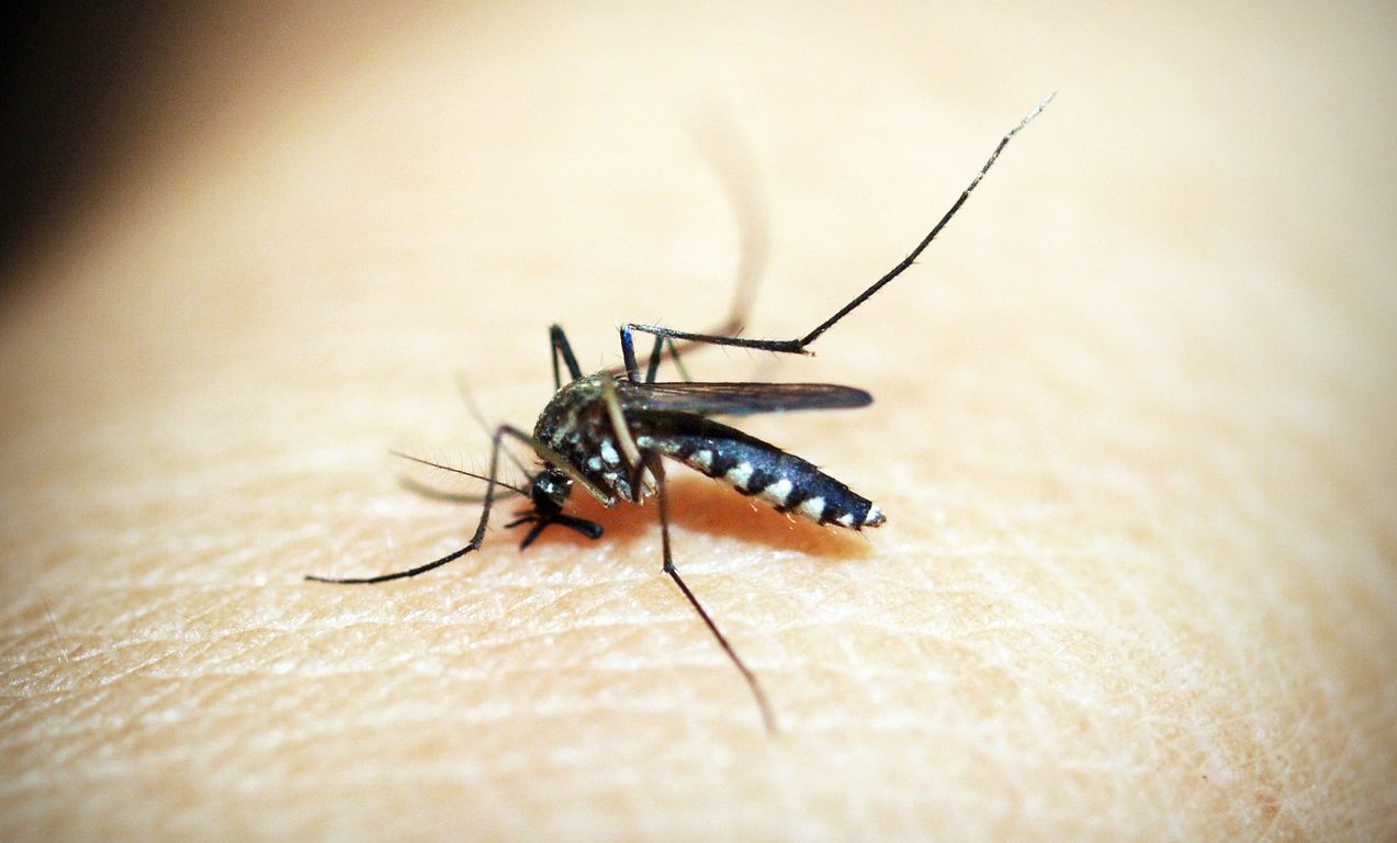 Casos de malaria en la República Dominicana han incrementado un 68%
