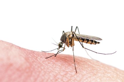 ¿Por qué te pican tanto los mosquitos?