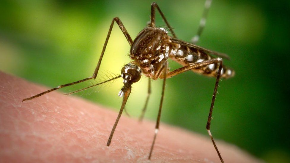 Liberan mosquitos modificados genéticamente en Florida