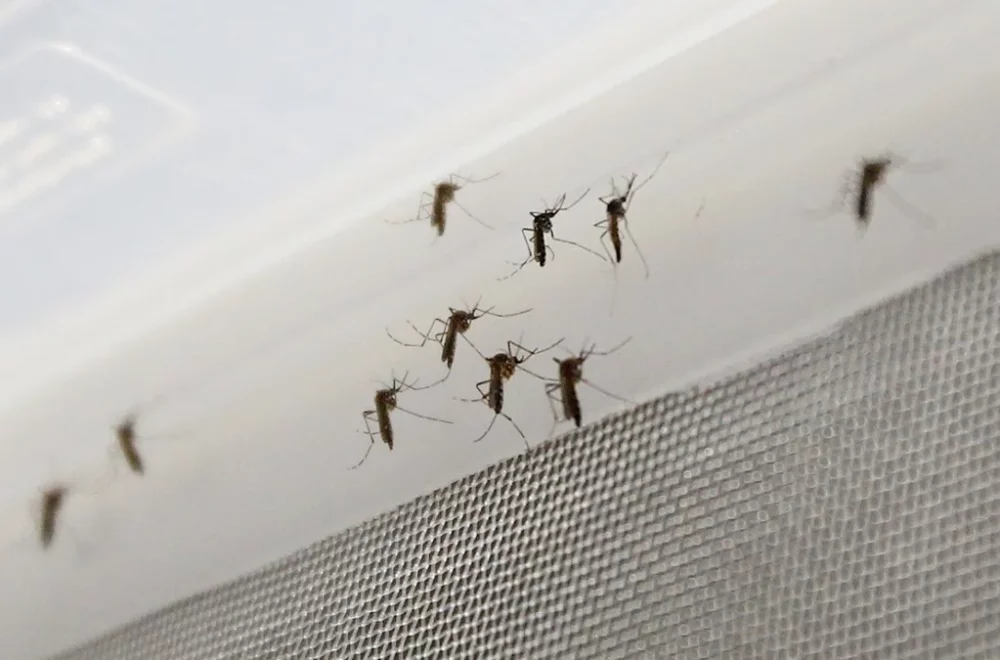 Broward anuncia medidas para combatir ola de mosquitos por fuertes lluvias