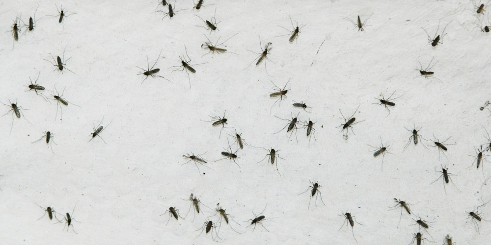 Florida liberará dos mil millones de mosquitos, sepa porqué