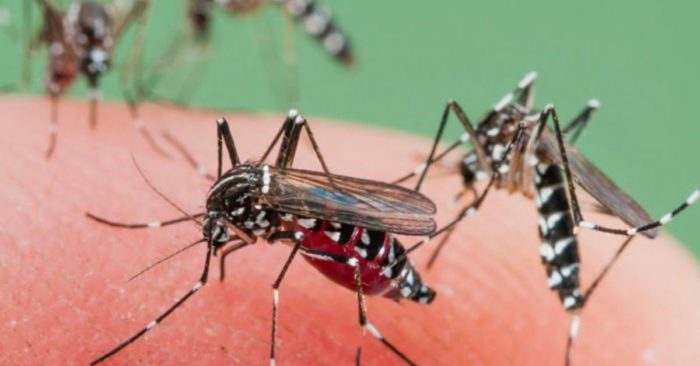 ¡A tomar previsiones! Miami entre las 10 ciudades con más problemas de mosquitos