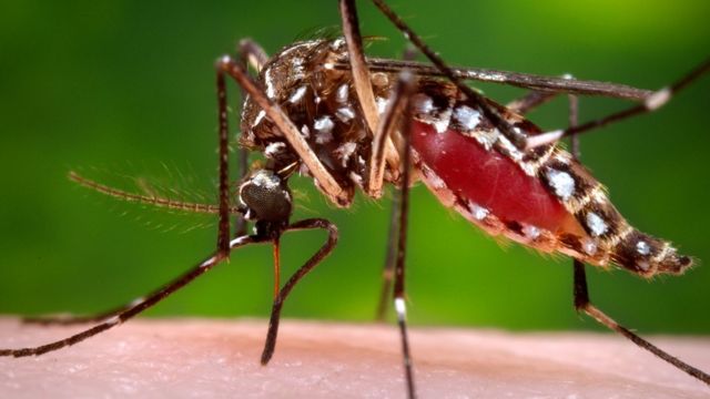 ¡Atención! Emiten alerta de enfermedades en Palm Beach por aumento de mosquitos