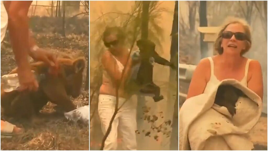 Mujer arriesga su vida para salvar a un  koala que quedó atrapado en incendio (Videos)