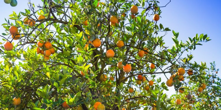 New measures in Florida for the recovery of citrus