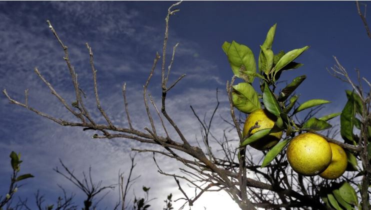 ¡Caída estrepitosa! Florida sin producción de cítricos
