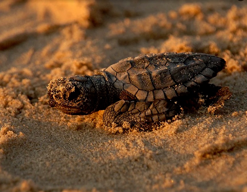 Vandalizan nidos de tortugas marinas en el condado de Charlotte