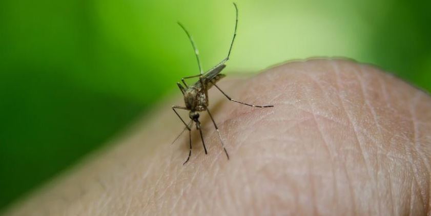 Miami-Dade y Broward toman acciones contra propagación del mosquito del virus del Nilo