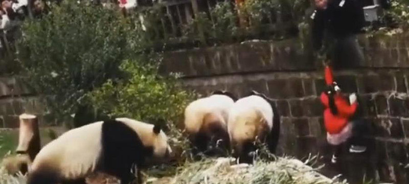 Zoológico en China: niña cae en hábitat de osos panda y es rescatada ilesa