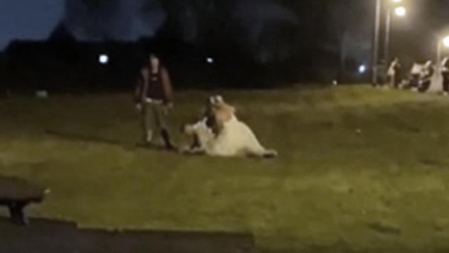 Bride ended up fighting with two men after a pitched battle at her wedding (Video)