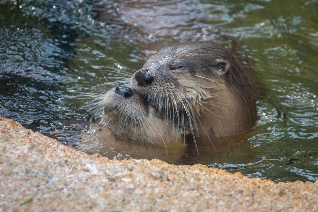 Investigan muerte de dos nutrias de río en Brevard’s Zoo