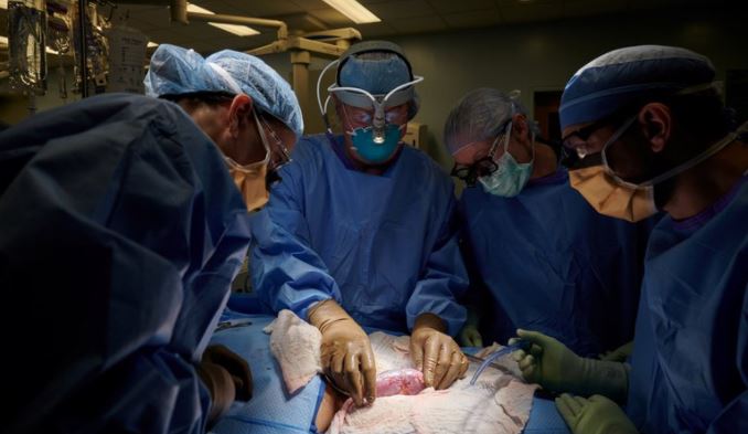 ¡Histórico! Trasplantaron un riñón de cerdo a un cuerpo humano