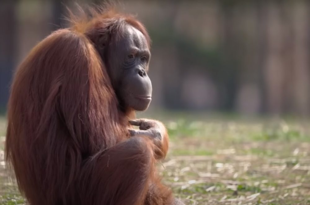 Orangutana aprende a amamantar a su bebé imitando a cuidadora de Zoo