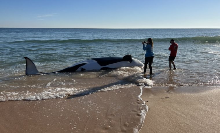 Orca aparece muerta en Palm Coast: Autoridades investigan el caso