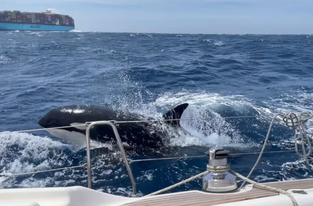 Gladis, la orca que formó una “pandilla” que ataca veleros en el mar
