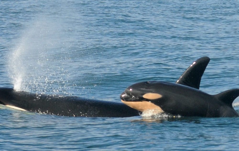 “En 40 años nunca había visto orcas en la costa este”: Avistamiento en Florida sorprende a pescadores