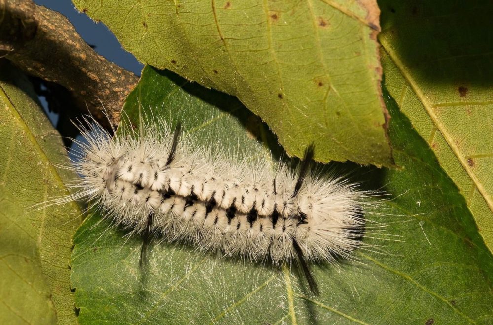 Orugas venenosas llegan a Florida por la Primavera: ¿Cómo reconocerlas?
