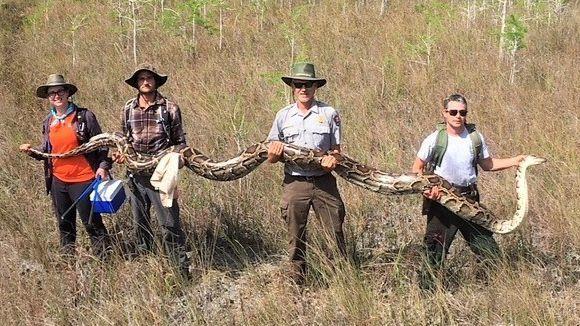 Capturaron pitón de tamaño récord en Florida que será clave para el control de serpientes