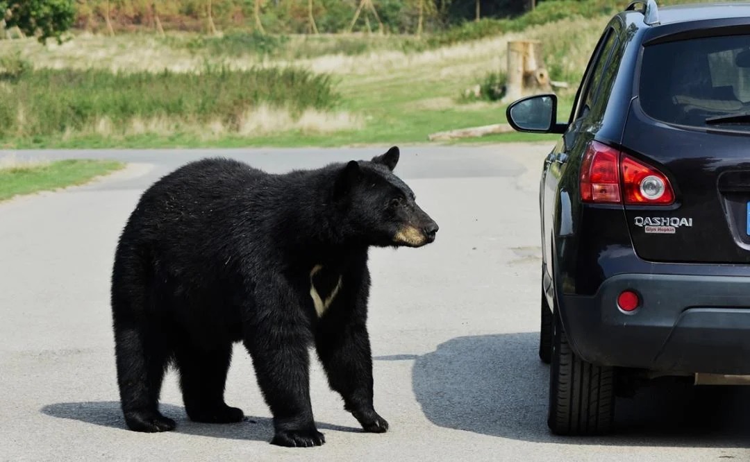 Florida busca reducir interacciones entre osos y humanos