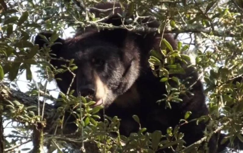 ¡Alarmante! Sur de Florida con preocupación por avistamiento de osos negros