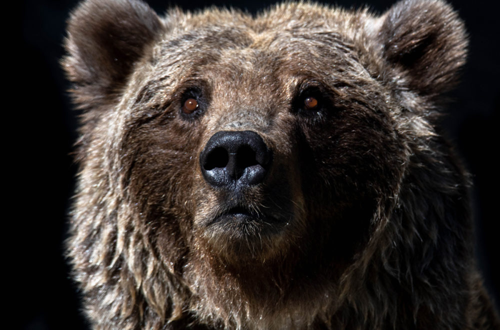 Acalorado oso se zambulle en el jacuzzi de una casa en California