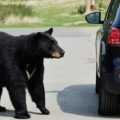 Senado y Cámara de Florida aprueban ley que permite disparar a un oso ante peligro