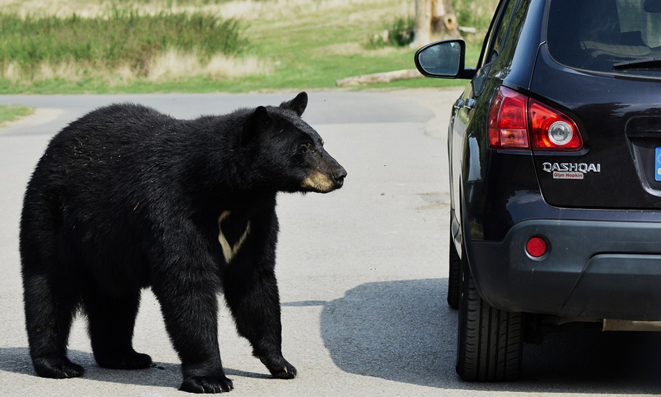 Senado y Cámara de Florida aprueban ley que permite disparar a un oso ante peligro