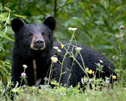 ¡Cuidado! Enorme oso negro deambula por calles de Port St Lucie en Florida