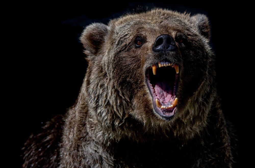 Rescatistas enfrentan horror en parque de Canadá: familia y perro víctimas de un oso