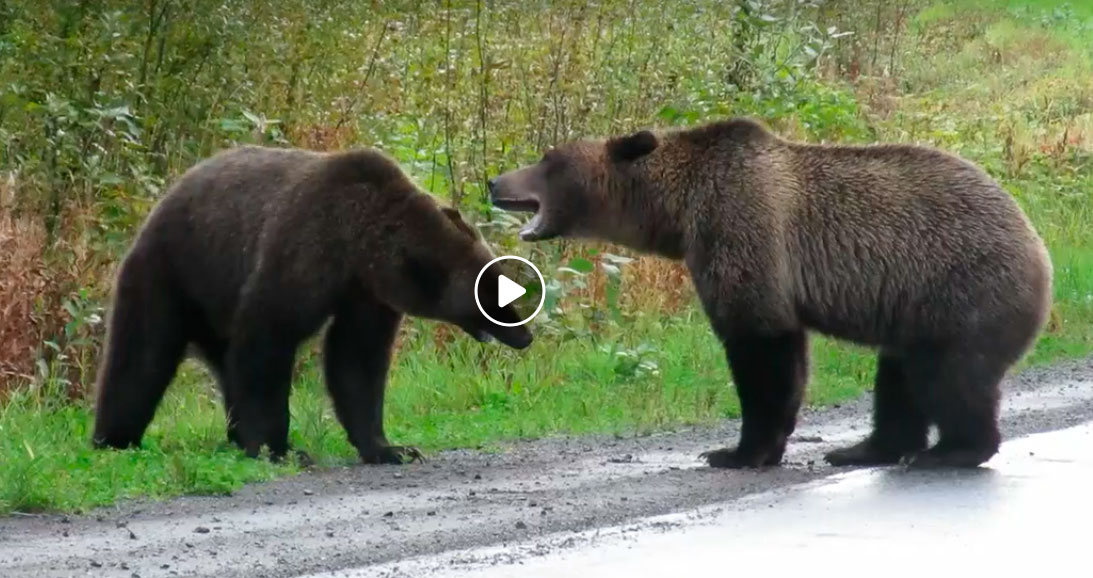 Graban pelea entre dos osos Grizzly en plena carretera de Canadá (+Video)