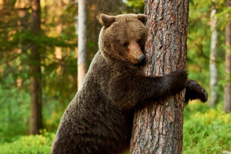 ¡Pendientes! Residentes del suroeste de Florida en alerta por presencia de osos