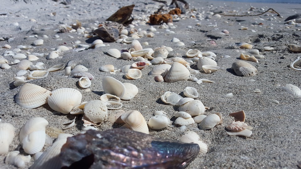 Más de 17,000 ostras fueron robadas de la bahía de Pensacola, en Florida