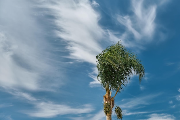 ¿Necesito una cobertura contra tormentas de viento en Florida?