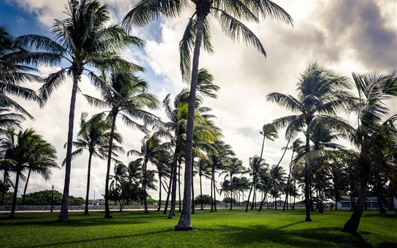 ¿Por qué Florida abandonará las palmeras?