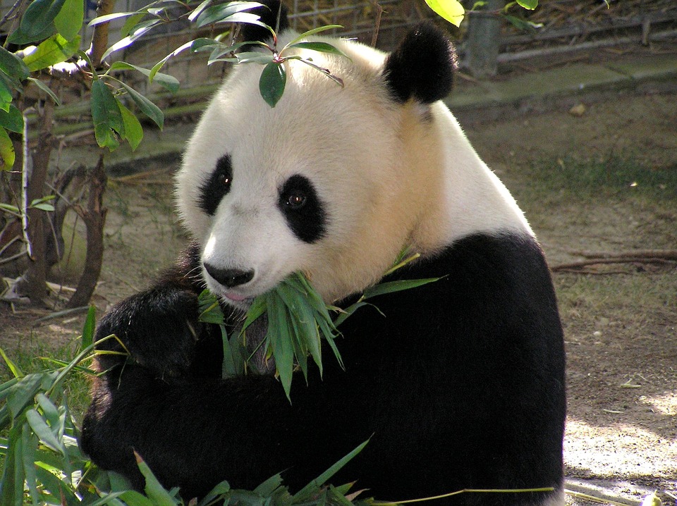 Cumpleaños de dos pandas gigantes es motivo de celebración en el zoológico de Moscú