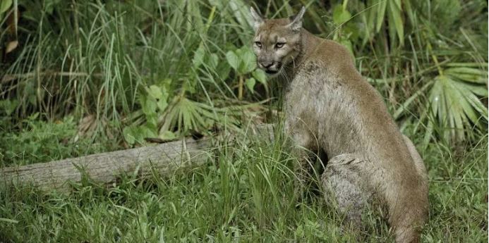 Dos panteras en peligro de extinción murieron tras ser atropelladas en Florida