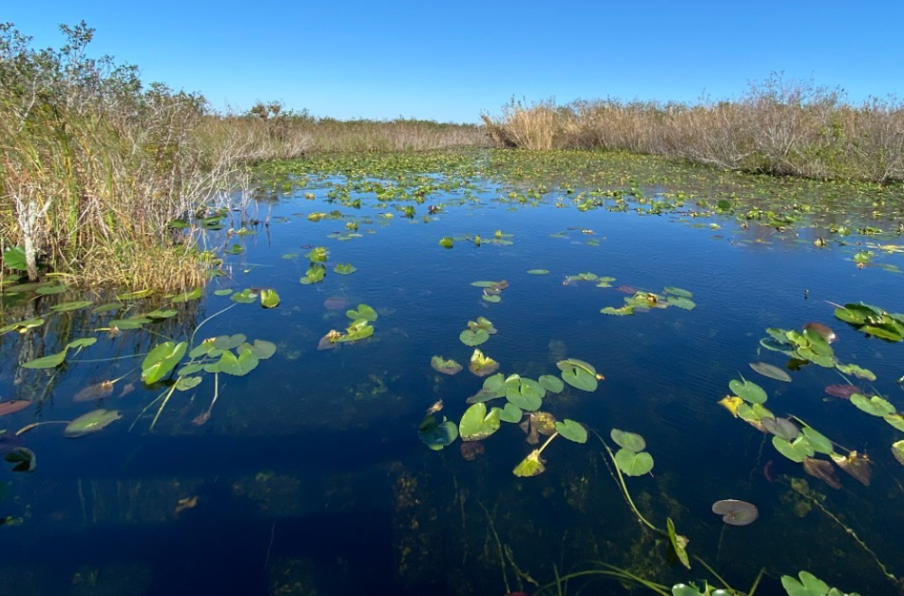 “Croczilla”, así es el cocodrilo más grande del Parque Nacional Everglades de Florida