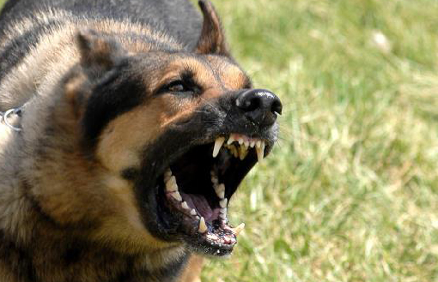 Mujer queda desfigurada tras brutal ataque de perros en Miami-Dade