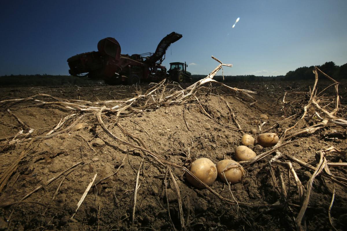 Investigadores en Florida producen patatas resistentes al cambio climático
