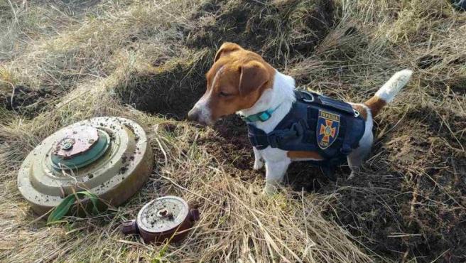 Él es Patron, el perro héroe de Ucrania que recibió una medalla de Zelensky